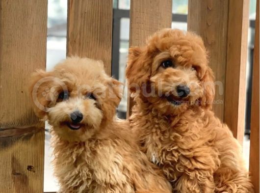 Sevi̇mli̇ Toy Poodle Bebekler görsel
