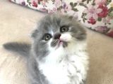 Scottish Fold Bicolor Longhair
