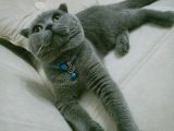 Çok Sevecen Scottish Fold Yavrumuz Yeni̇ Yuvasini Ariyor