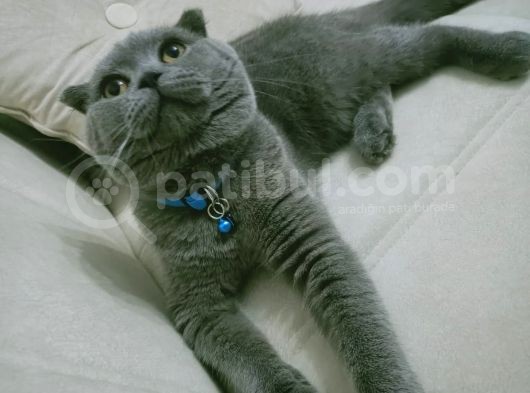 Çok Sevecen Scottish Fold Yavrumuz Yeni̇ Yuvasini Ariyor görsel