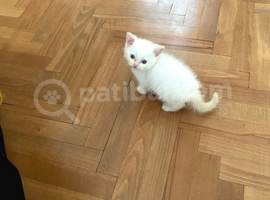 2 Aylık Son Beyaz Brıtish Son Yavrumuz