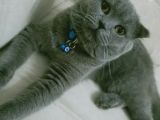 Çok Sevecen Scottish Fold Yavrumuz Yeni̇ Yuvasini Ariyor
