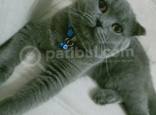 Çok Sevecen Scottish Fold Yavrumuz Yeni̇ Yuvasini Ariyor görsel