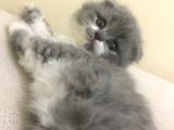 Scottish Fold Bicolor Longhair