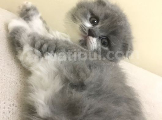 Scottish Fold Bicolor Longhair görsel