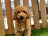 Sevi̇mli̇ Toy Poodle Bebekler
