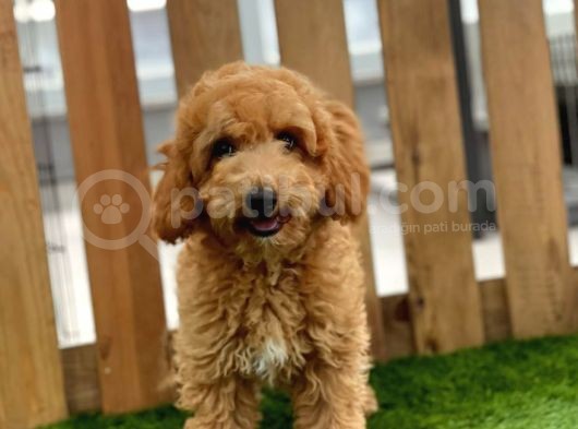 Sevi̇mli̇ Toy Poodle Bebekler görsel