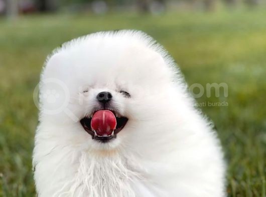 Kar Beyaz Pomerani̇an Boo görsel