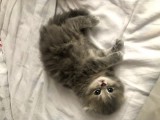 Kırık Kulak Chinchilla