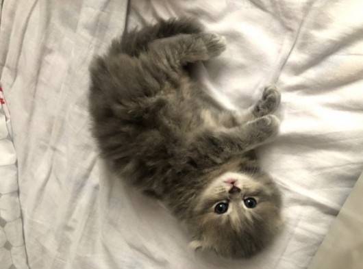 Kırık Kulak Chinchilla görsel