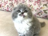 Scottish Fold Bicolor Longhair