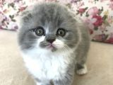 Scottish Fold Bicolor Longhair