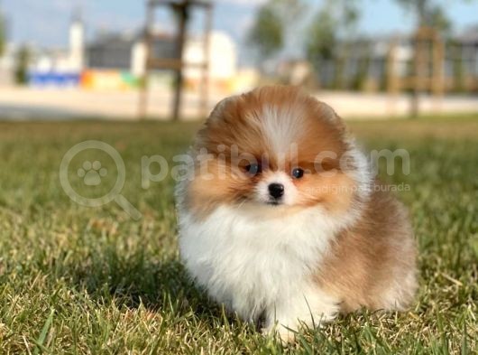 Teddy Bear Pomerani̇an Boo Bebekler görsel