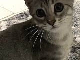 Satilik Erkek Bri̇ti̇sh Shorthai̇r Si̇lver 5 Aylik (aşilarini Oldu)