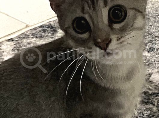 Satilik Erkek Bri̇ti̇sh Shorthai̇r Si̇lver 5 Aylik (Aşilarini Oldu)