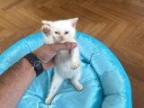 2 Aylık Son Beyaz Brıtish Son Yavrumuz