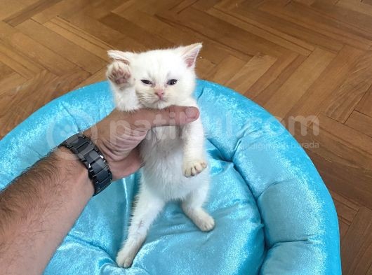 2 Aylık Son Beyaz Brıtish Son Yavrumuz görsel