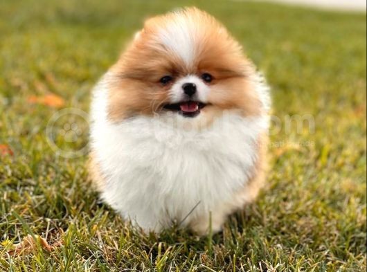 Teddy Bear Pomerani̇an Boo Bebekler görsel