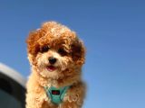 Mi̇ni̇ Toy Poodle Yavrumuz