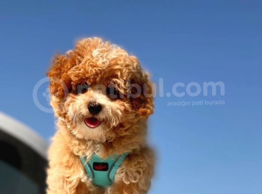 Mi̇ni̇ Toy Poodle Yavrumuz görsel