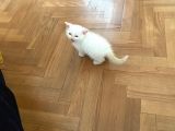 2 Aylık Son Beyaz Brıtish Son Yavrumuz