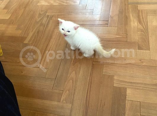 2 Aylık Son Beyaz Brıtish Son Yavrumuz görsel
