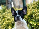 French Bulldog Yavrular