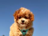 Mi̇ni̇ Toy Poodle Yavrumuz