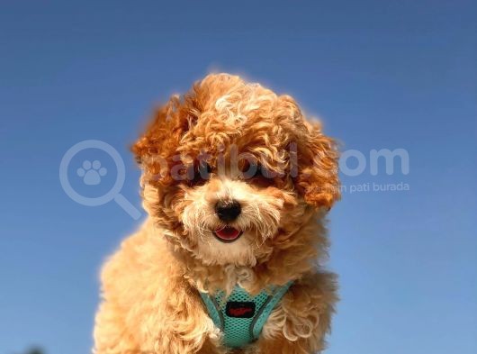 Mi̇ni̇ Toy Poodle Yavrumuz görsel