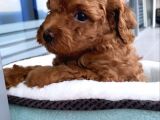 Minicik Toy Poodle Yavrularımız
