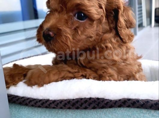 Minicik Toy Poodle Yavrularımız görsel