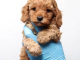 Minicik Toy Poodle Yavrularımız