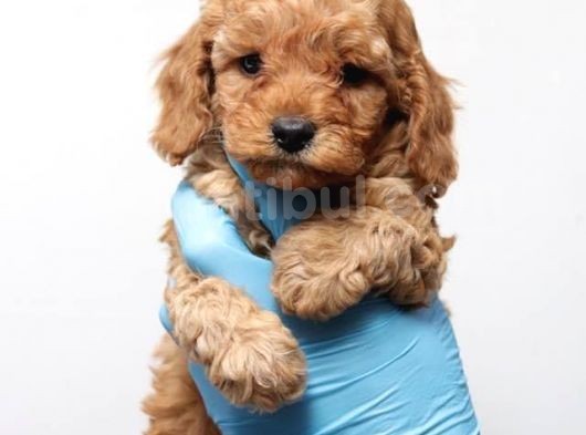 Minicik Toy Poodle Yavrularımız görsel