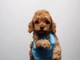Minicik Toy Poodle Yavrularımız