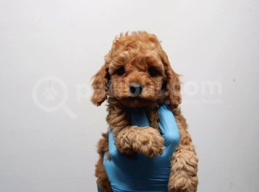 Minicik Toy Poodle Yavrularımız