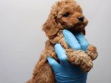Minicik Toy Poodle Yavrularımız