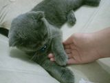 Çok Sevecen Scottish Fold Yavrumuz Yeni̇ Yuvasini Ariyor