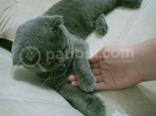 Çok Sevecen Scottish Fold Yavrumuz Yeni̇ Yuvasini Ariyor görsel