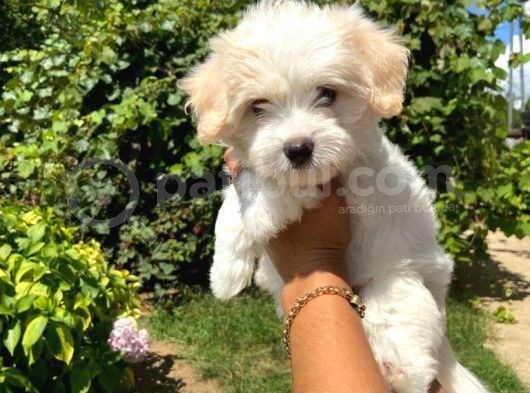 Yavru Maltese Terri̇er görsel