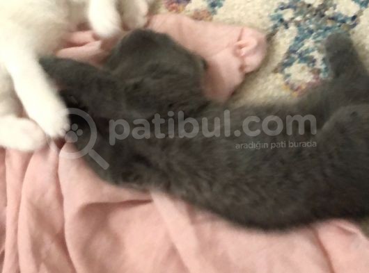 Dünya Tatlıları görsel