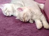Anne Altından British Shorthair- Brown Yavru