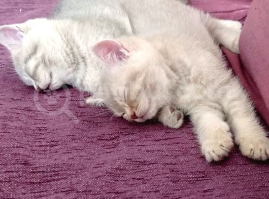 Anne Altından British Shorthair- Brown Yavru görsel