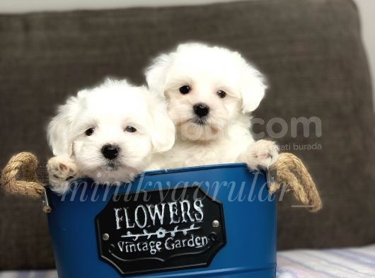 0 Numara Safkan Maltese Terrier Yavrularimiz