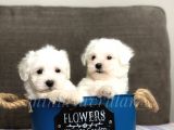 0 Numara Safkan Maltese Terrier Yavrularimiz
