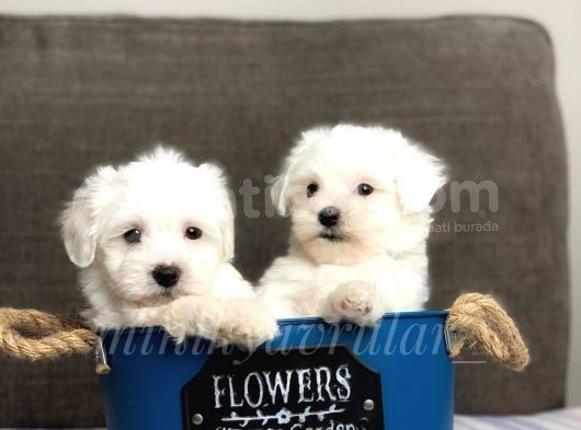0 Numara Safkan Maltese Terrier Yavrularimiz görsel