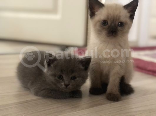 Dünya Tatlıları görsel