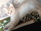 Anne Altından British Shorthair- Brown Yavru