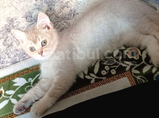 Anne Altından British Shorthair- Brown Yavru görsel