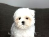 Irk Ve Sağlık Garantili Maltese Terrier Yavrularimiz