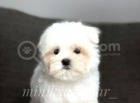 Irk Ve Sağlık Garantili Maltese Terrier Yavrularimiz görsel